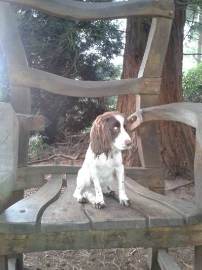 My puppy (Monty) posing on a giants chair in Rushmere Park in Bedfordshire.  Dotted around the park are sculptures from trees they have felled. There's always someone interacting with them, so all in all a fantastic way to encourage interest. 